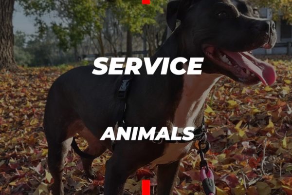 Dory Service Animals